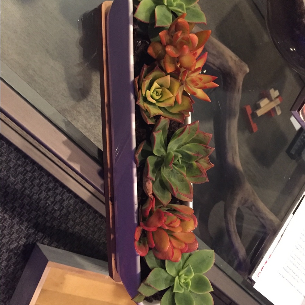Succulent planter - Picture 3 of 3